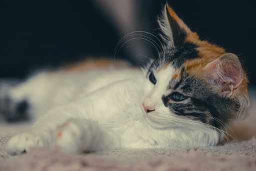 An adorable kitten resting indoors in a cozy room