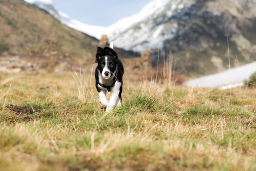 A Cute black and white Border Collie puppy In the mountain on Andorra