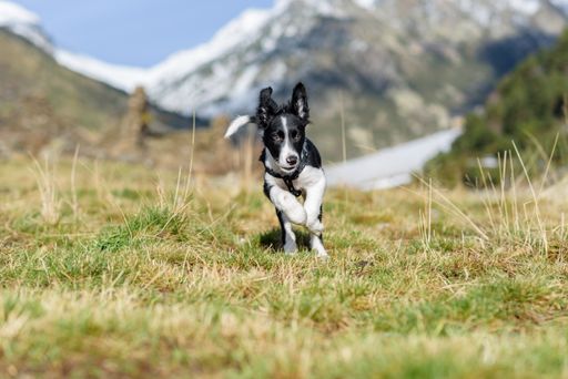 A Cute black and white Border Collie puppy In the mountain in Andorra