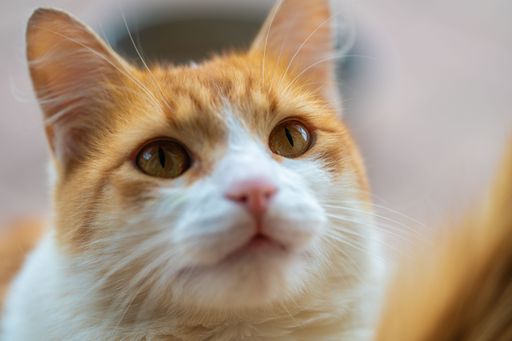 Close-up portrait of a ginger and white cat with large amber eyes, looking up with a blurred background.