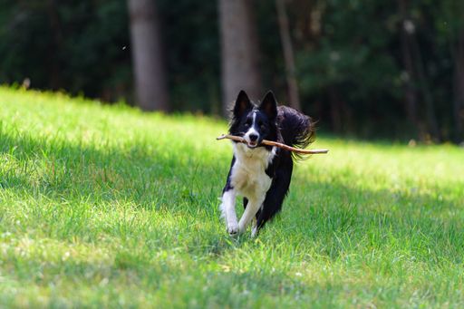 A Cute black and white Border Collie puppy In the mountain on Andorra