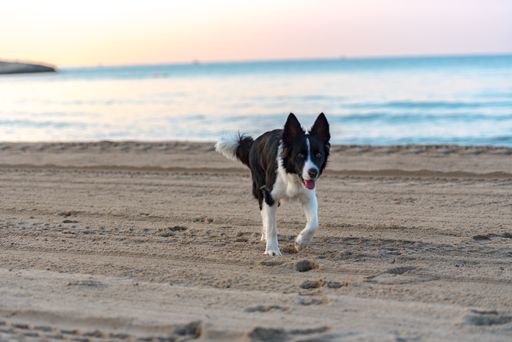 A black and white Border collie on the beach at the sunset