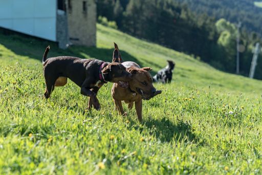 The two dogs playing with each other on the grass with a blurred background