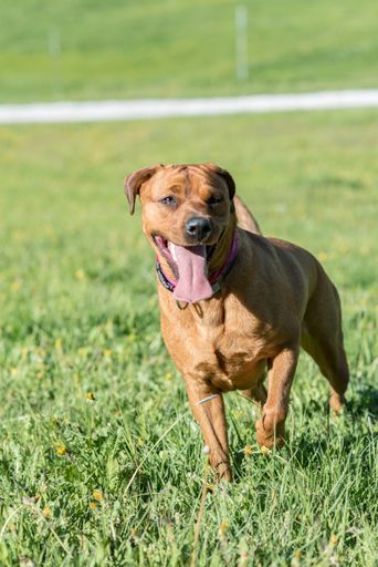 A beautiful brown stafford dog running on the grass near river and smiling