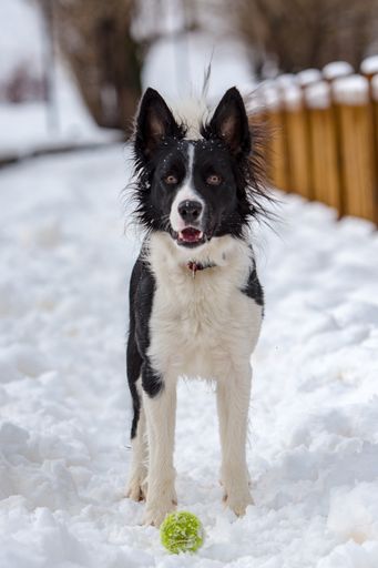 A Cute Black And White Border Collie Portrait With White Snow Background