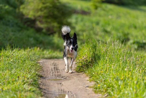 A Cute black and white Border Collie puppy In the mountain on Andorra