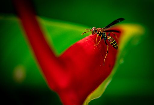 A bee sitting on a bright red flower in the garden