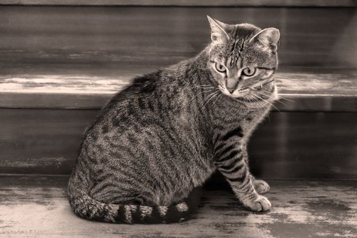 A gray cat sitting on an old step of the stairs