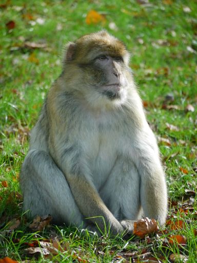 A vertical closeup of a macaque monkey sitting on a green meadow