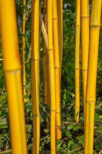 A vertical shot of huge bamboos in botanical garden