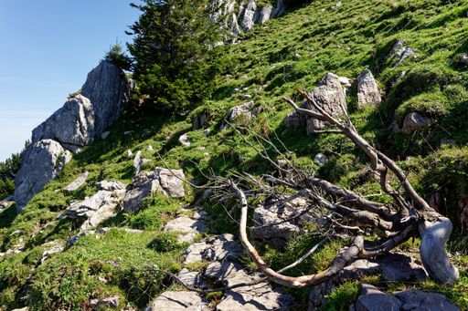 A scenic mountain slope with rocks, green grass, and a fallen tree branch under a clear blue sky