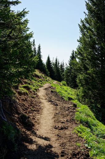 A scenic hiking trail winding through a lush green forest with tall pine trees under a clear blue sky
