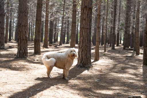 A fluffy poodle standing in a sunlit forest with tall trees.