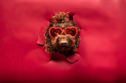 A dog with curly fur wearing heart-shaped sunglasses peeking through a red background.