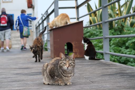 Several cats on a wooden boardwalk with people walking in the background