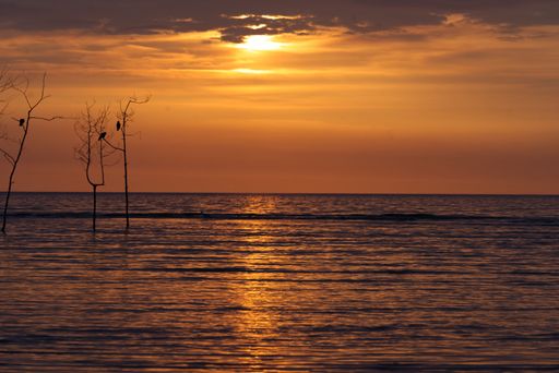 A high angle shot of colorful sunset over the seascape with thin tree silhouettes in the foreground