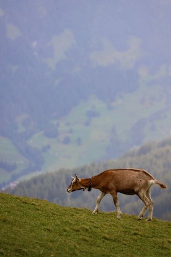 A brown goat grazing on a grassy hill with a scenic mountain backdrop on a foggy day.