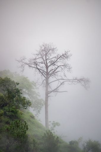 A vertical shot of a leafless tree on the hill standing in the fog