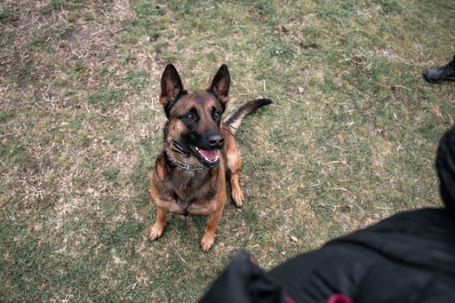 A happy German Shepard dog sitting on grass, looking up with anticipation.