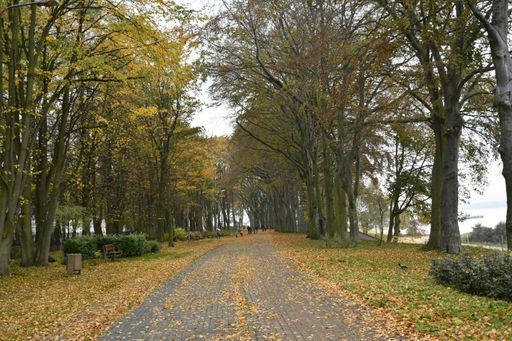 A serene autumn scene with a tree-lined path covered in fallen leaves in a park.