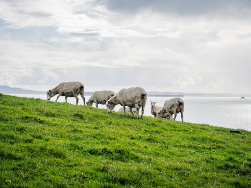 A closeup shot of cows in a field near Oeschinen Lake, Kandersteg, Switzerland