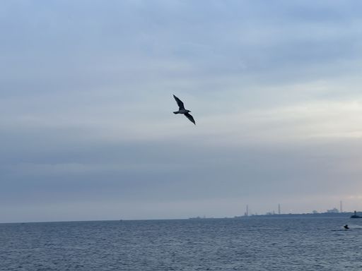 A bird soaring above the ocean with a clear sky in the background