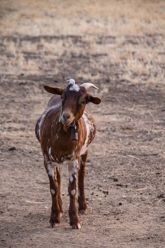 A cute goat in a pasture