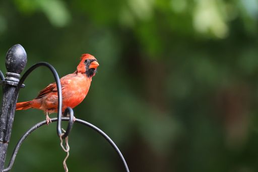 A vibrant red cardinal perched on a metal structure with a blurred green background.