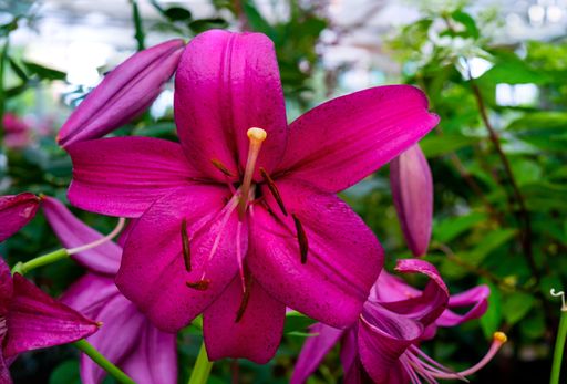 A closeup shot of blooming pink Lily flowers