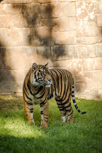 A vertical shot of Sumatran tiger in Bioparc zoo at Fuengirola, Spain