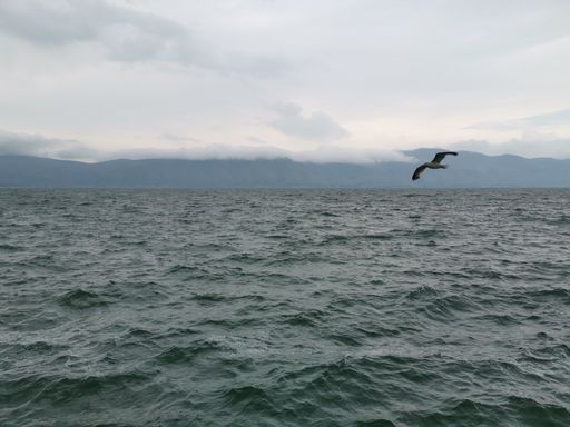 A beautiful view of seabird flying alone over the wavy ocean on a gloomy day