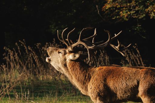 A majestic stag with large antlers in a sunlit forest clearing, showcasing the beauty of wildlife in nature.