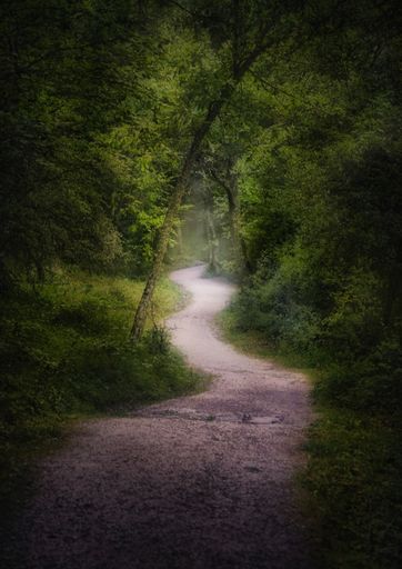 A vertical shot of a narrow pathway in a forest surrounded by trees