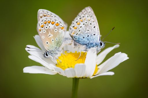 The two mating common blue butterflies perched on a daisy flower against a soft green background