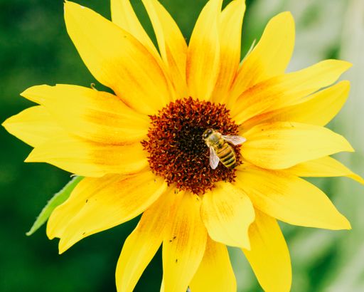 Close-up of a bee on a vibrant yellow sunflower in a garden setting.