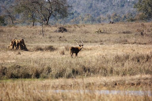 A male Barasingha, aka swamp deer, in grassland in the Kanha National Park of Madhya Pradesh, India