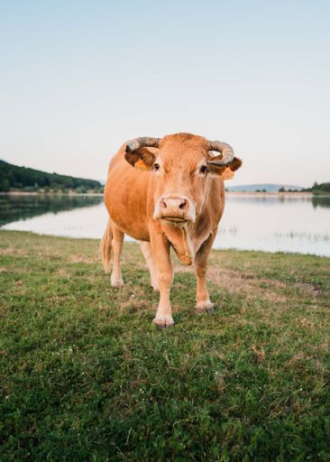 A vertical closeup of a ginger bull in the field.