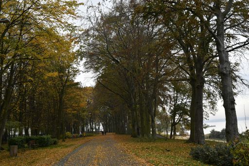 A serene autumn pathway lined with tall trees and fallen leaves by a calm waterfront.