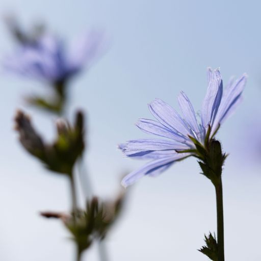 A closeup shot of a chicory blossom against blur background of a blue sky and another flower