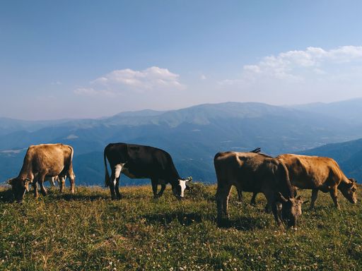 A sunny day and cattle grazing in a meadow of a mountainous area