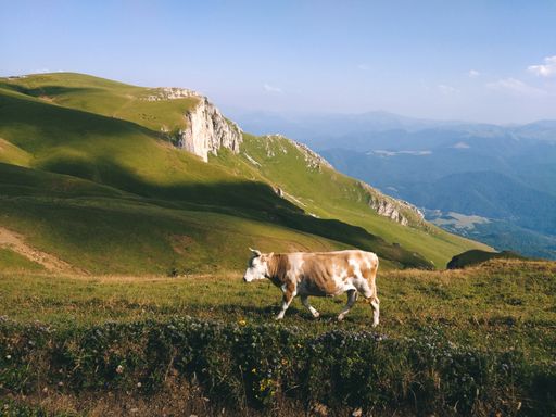 A sunny day and cattle in a meadow of a mountainous area