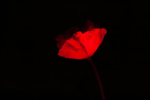 A vibrant red poppy illuminated against a dark background, showcasing elegance and resilience.