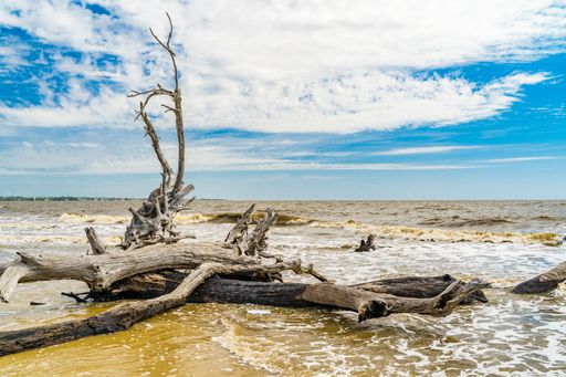 Driftwood scattered on a sandy beach shore under a clear sky