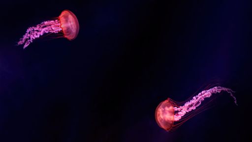 Two vibrant jellyfish gracefully float in a dark ocean setting, showcasing their glowing tentacles.