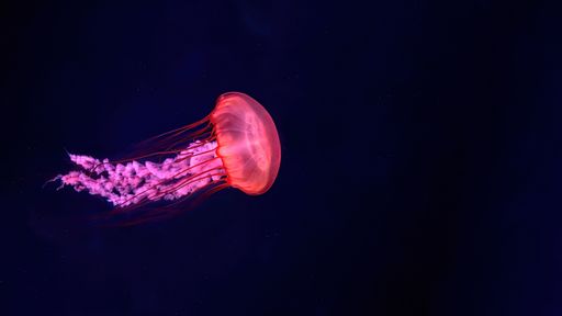 A vibrant jellyfish glows in the dark ocean, showcasing its translucent body and long tentacles against a deep blue background.