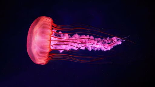Vibrant pink jellyfish gracefully floating against a deep blue ocean backdrop, showcasing its delicate tentacles.