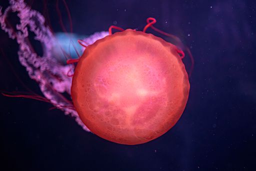 Vibrant close-up of a jellyfish with glowing red hues against a dark ocean backdrop.
