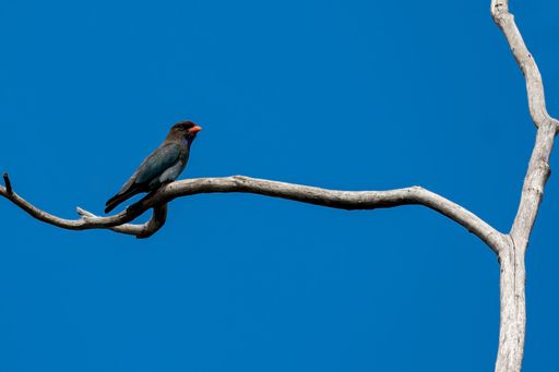 A vibrant bird perched on a bare branch against a clear blue sky, showcasing nature's simplicity and beauty.
