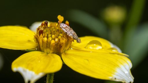 An insect on a yellow flower leaf with a blurred background