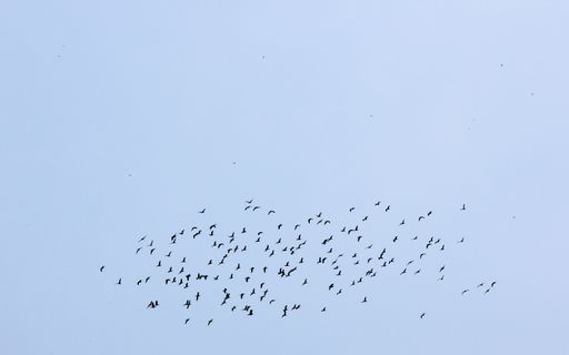 A low angle shot of a flock of bar-headed geese flying in the sky in Kanha National Park, India